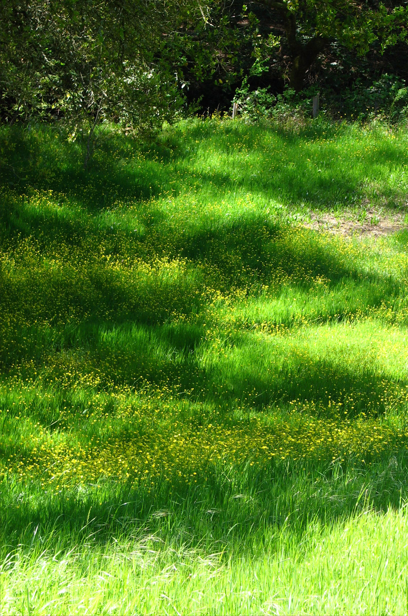 Lush green garden meadow with bright yellow buttercups under dappled sunlight